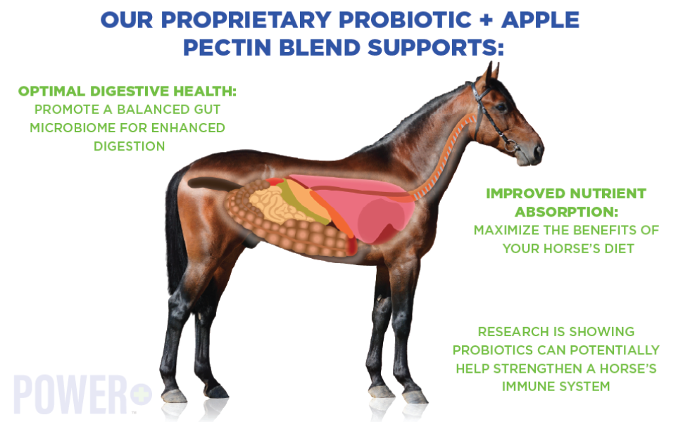 Pivotal Feeds Equine Total Recovery Supplement, 100 Servings