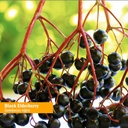 herb-pharm-certified-organic-black-elder-4.jpg