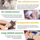 antibiotics-for-cats-natural-antibiotic--4.jpg
