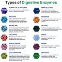 wholesome-wellness-digestive-enzymes-100-4.jpg
