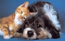 i-love-my-pets-llc-cat-liver-support---p-3.jpg