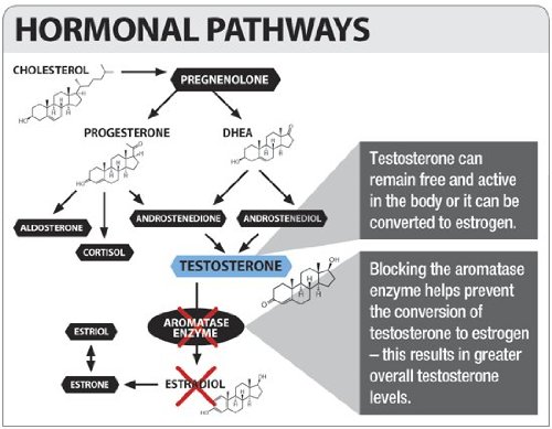 vmi-sports-arima-xd-60-count-natural-hor-3.jpg