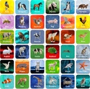 Hebayy 36 Pereche animale potrivire Carduri Flash joc Erasable (Fiecare Esență 2