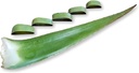 3 Lire organice de Aloe Vera Barbadensis frunze verzi