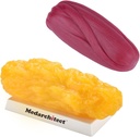 Medarhitect Corpul uman autentic Fat & Musculare Replica - 5 lb