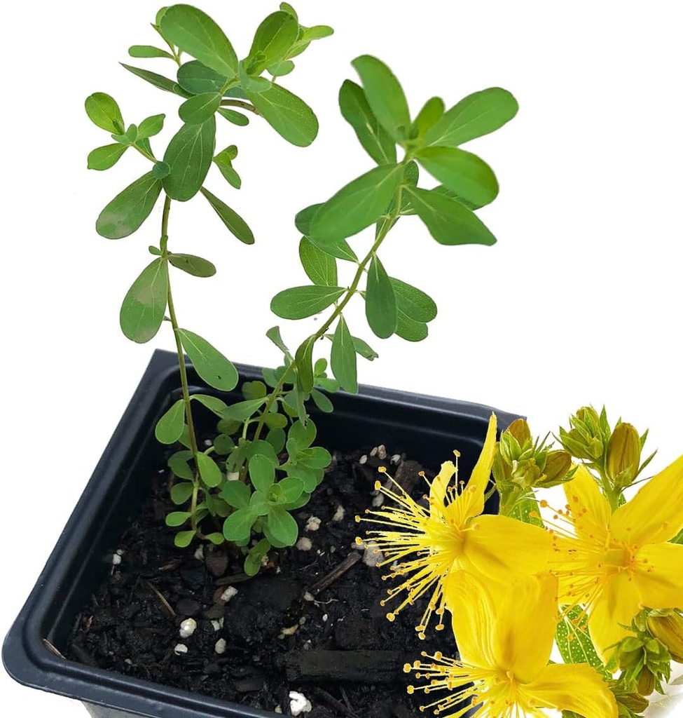 Organic Saint John's Wort Plant (Hypericum Perforatum) 2,5 inch Pot - St. John's Wort Live Plant