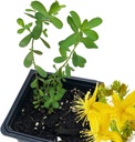 Organic Saint John's Wort Plant (Hypericum Perforatum) 2,5 inch Pot - St. John's Wort Live Plant