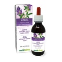 Naturalma Alfalfa sau Lucerna (Medicago Sativa) planta cu flori Tinctură fără alcool - bogat în clorofilă naturală - 4 fl oz Extract lichid în picături - Supliment vegetal - Vegan