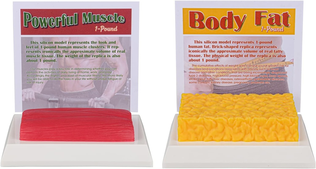 SimCoach Human Fat & Muscle Replica 1 Lb, Keep Fit & Fitness Motivation & Reminder, Human Muscle Fat Model for Nutritionist, Atlet
