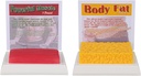 SimCoach Human Fat & Muscle Replica 1 Lb, Keep Fit & Fitness Motivation & Reminder, Human Muscle Fat Model for Nutritionist, Atlet