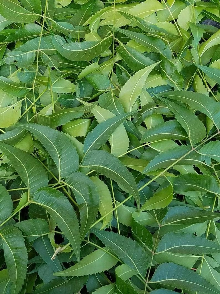 Fresh Neem Leaves, Azadirahta Indica, Margosa, din Florida de Sud. (3 OZ)
