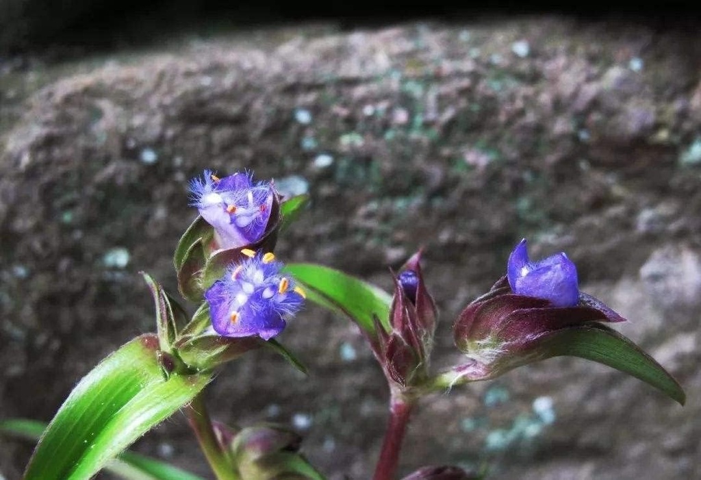 3.55 Oz. Cyanotis Ecdysone Extract pulbere, pur și puternic 98% Ecdysteron ECDYSONE & Dioscina Formula, construiește musculare solide rapid & 100% naturale