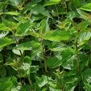 Stinging Nettle (Urtica Dioica) - 100 Seminţe de OrginBud