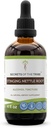 Secretele tribului Stinging Nettle Root Extract de alcool, picături de plante de mare potențial, Tinctură făcută din Stinging Nettle (Urtica dioica) Root uscat 4 oz