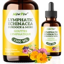 Limphatic drenage drops Pack 1- Lymph Detoxifiere, Circulație - Limphatic Drenage Supplements with Herbs Organic, Echinaceae, Dandelion, Bredock, Cleaver Herb - Immune System Support & Cleanse