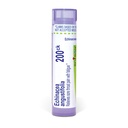 Boiron Echinacea Purpurea 200Ck pentru durere de gât Sore cu oboseală - 80 Pelete