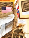 8OZ=227g/Box American Wild Ginseng 15~20 Ani, Wisconsin Whole Ginseng Root Hand-Sselectat 