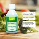 Clorofila FUNAT Plus lichid cu aroma de menta naturala - Supliment verde Nutrient-Rich pentru energie & Wellness, picături ușor de utilizat - 8.1 FL OZ