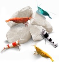 SunGrow Shrimp Rocks, Calciu, Magneziu Rocks for Crayfish, Hermit Crab, Melci, Crustacean Care, Acvariu Decor pentru Crystal Red, Amano și Ghost Shrimps, Nano Tank Accesorii, Fish Tank Provisions